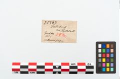 Etikett zu Eisengriffangelmesser (NHMW-PRAE-025367)